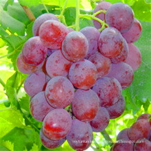 Fresh Red Globe Grape seedless grapes